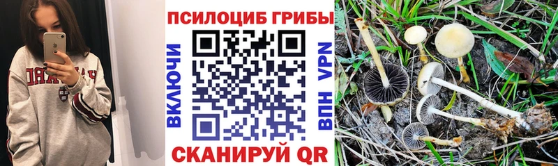 магазин  наркотиков  Алексеевка  кракен tor  Галлюциногенные грибы ЛСД 
